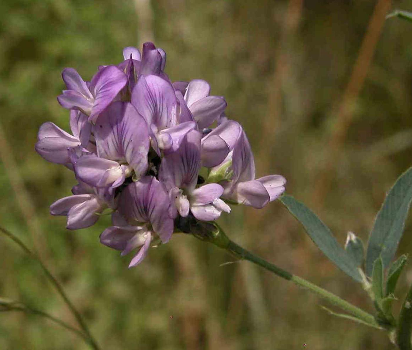 Lucerne, Alfalfa flower